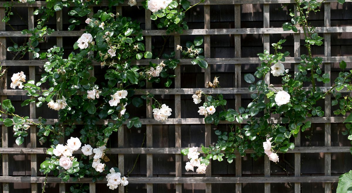 Trellis and Climbers