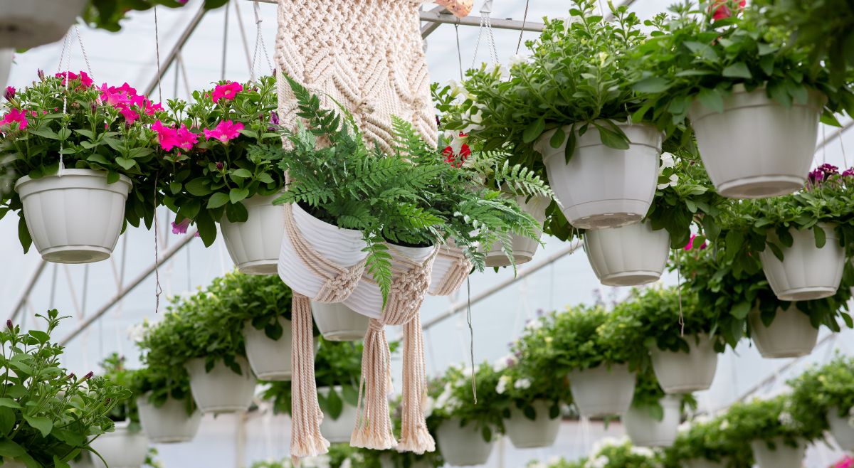 hanging planters