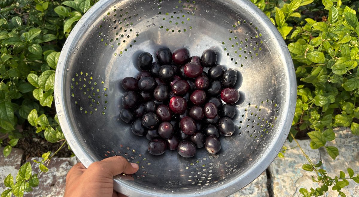 Jamun