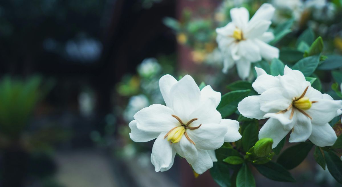 Gardenia