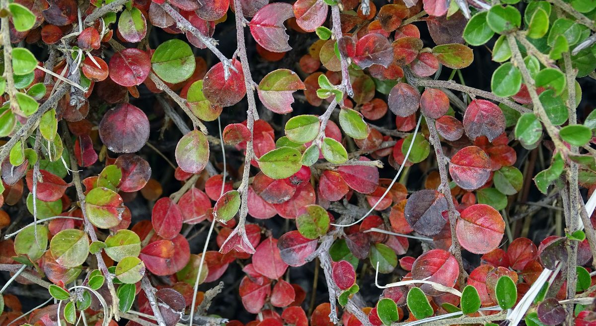 Hoya