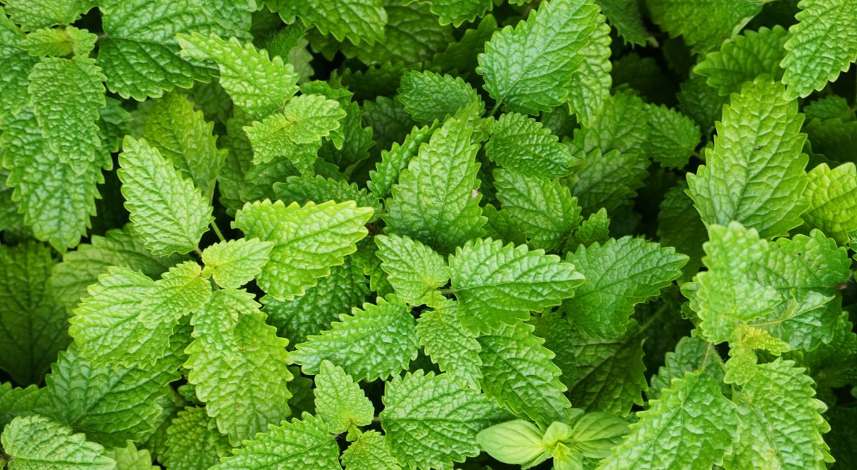 Lemon Balm