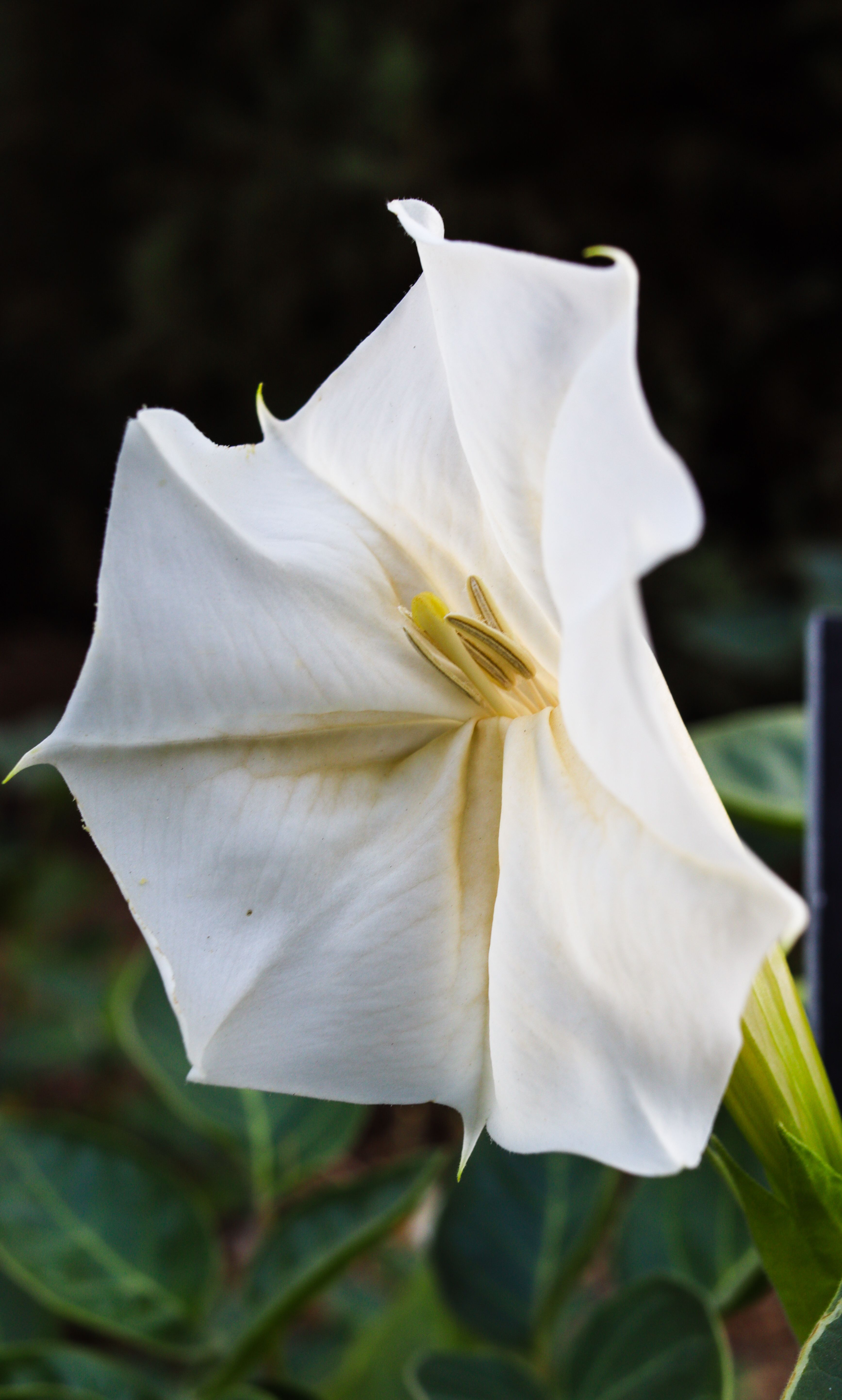 datura