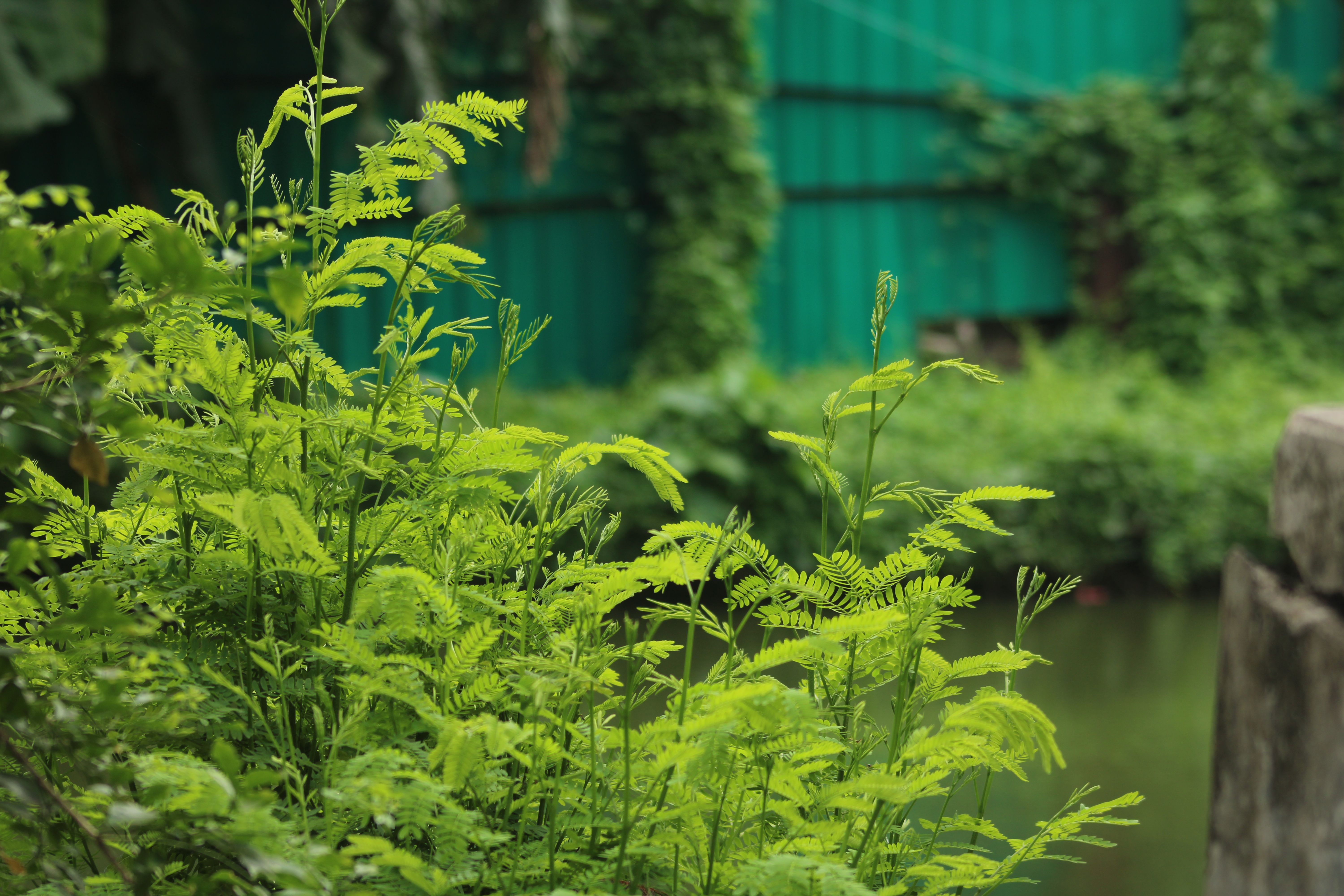 shami plant
