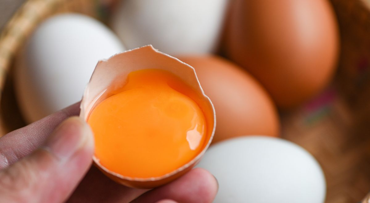 Egg Yolk