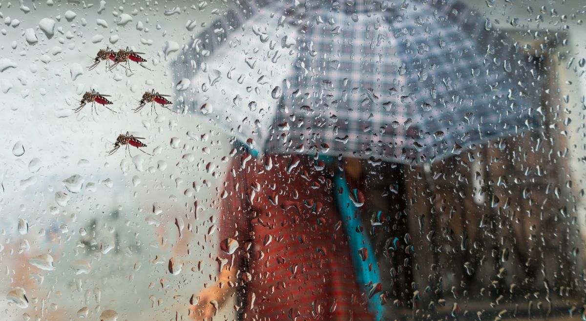 Mosquitoes In Monsoon Season