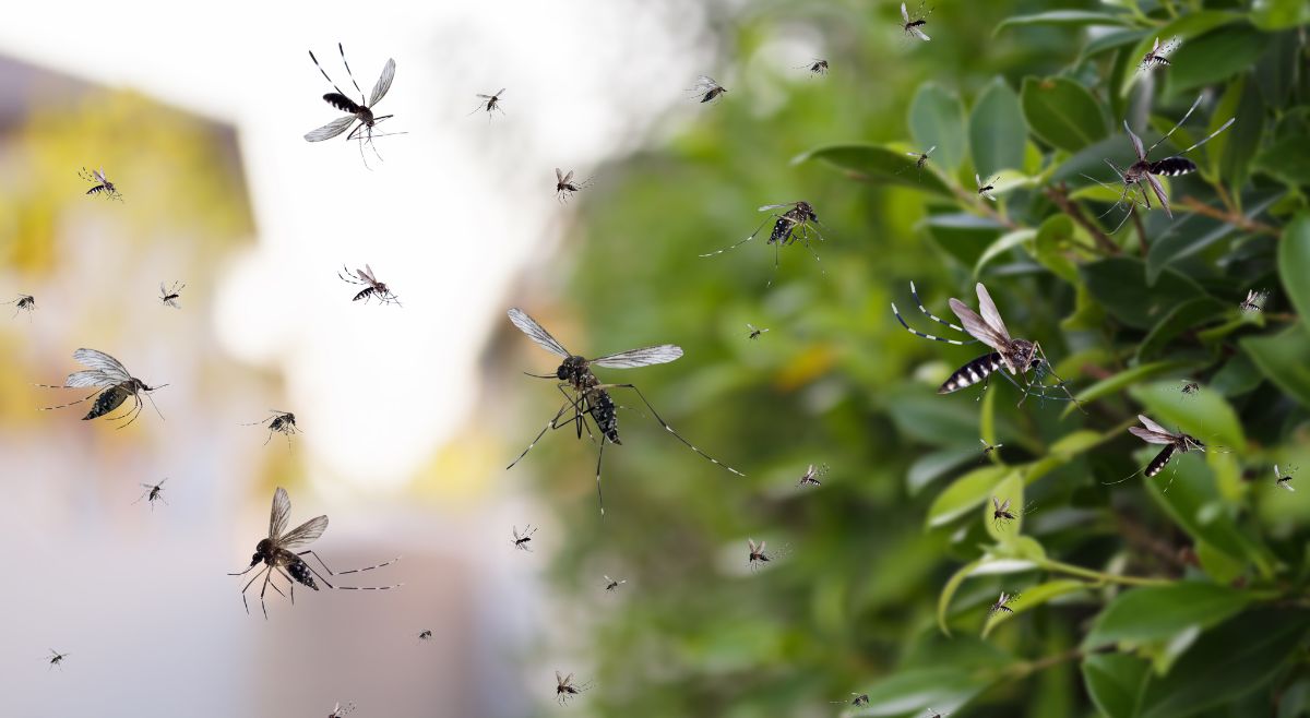 Protect Yourself From Mosquitoes In Monsoon Season