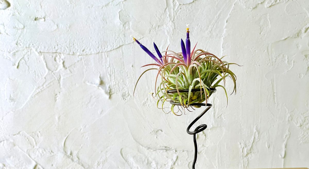 Air Plants