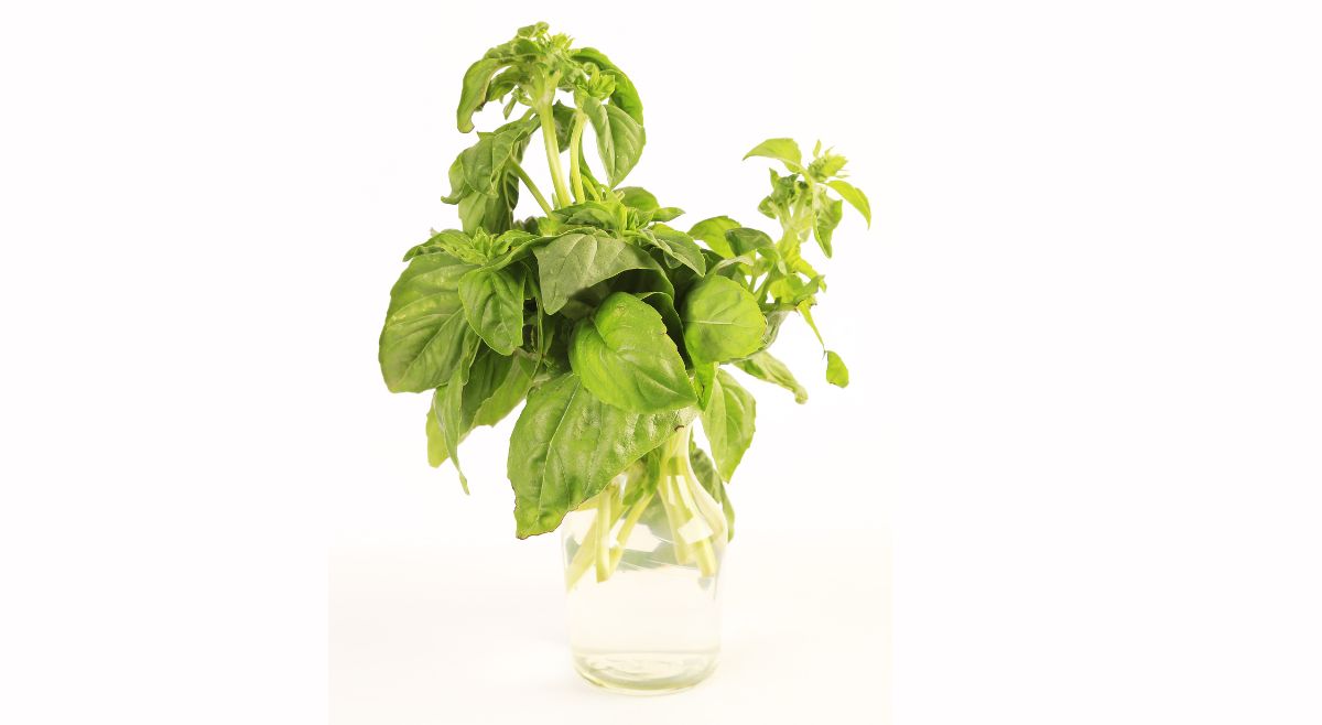 Basil