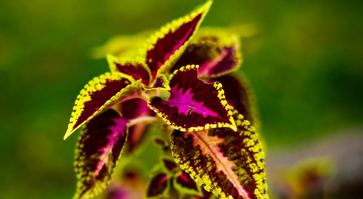 Coleus