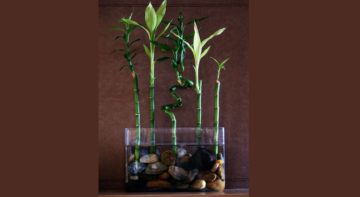 Lucky Bamboo