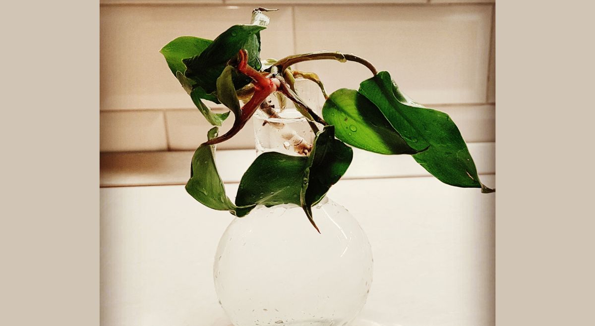 Philodendron