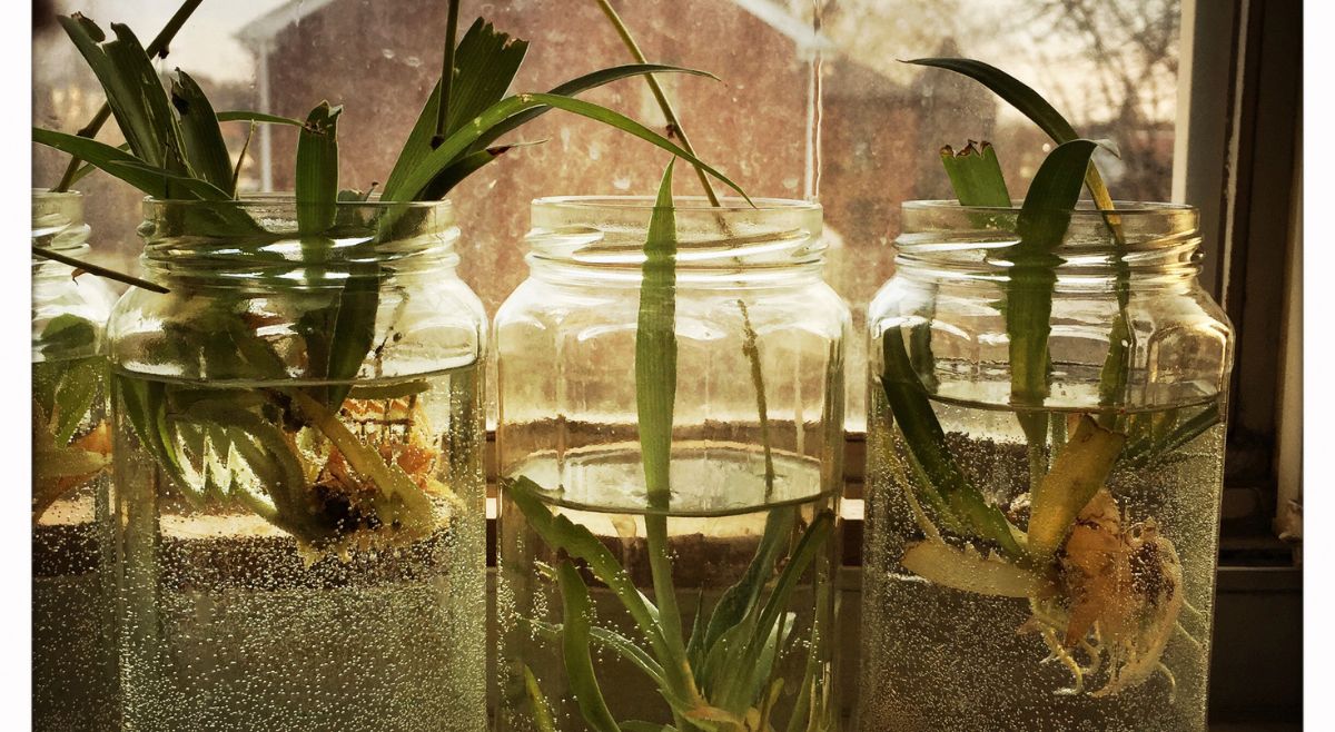 Spider Plant