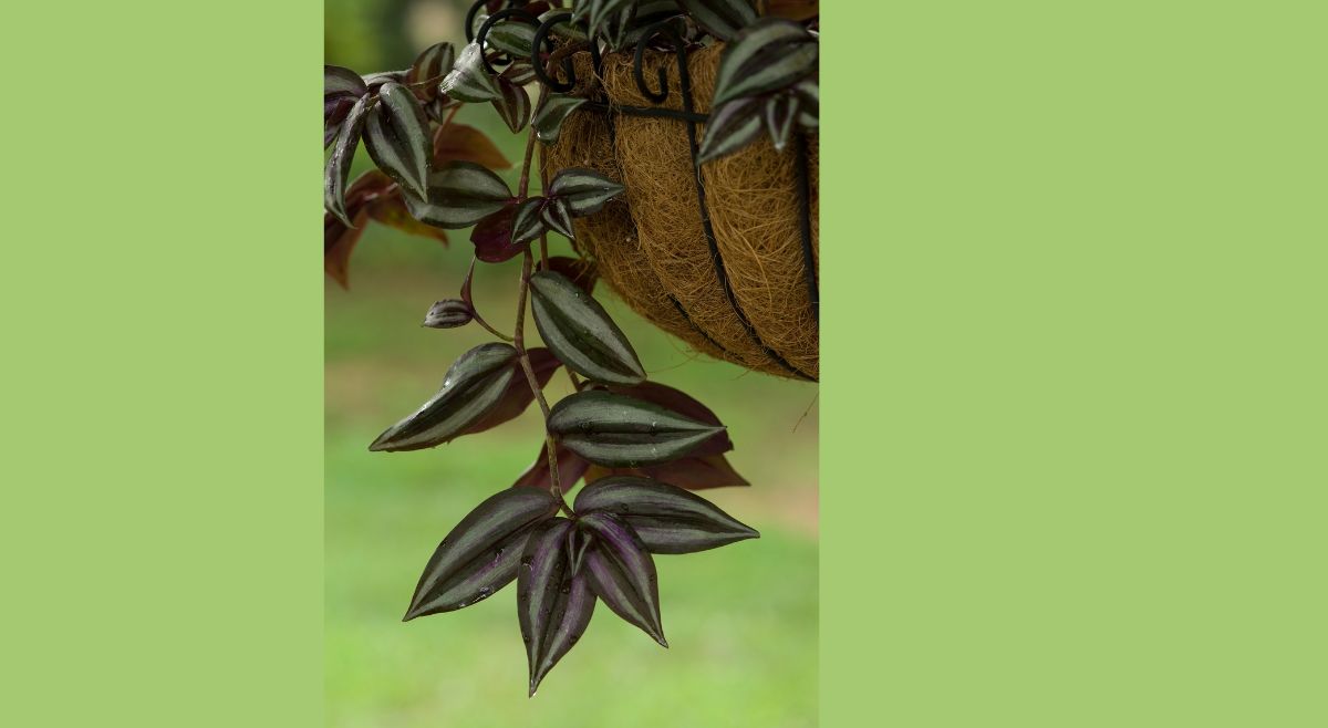 Wandering Jew