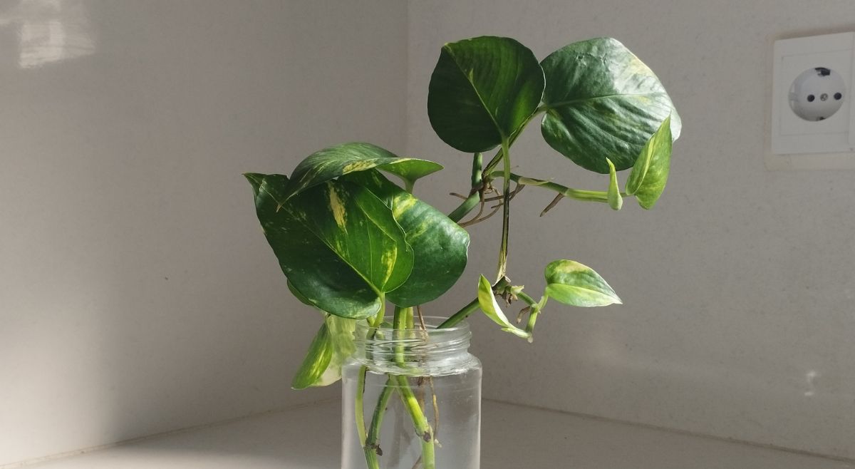 pothos