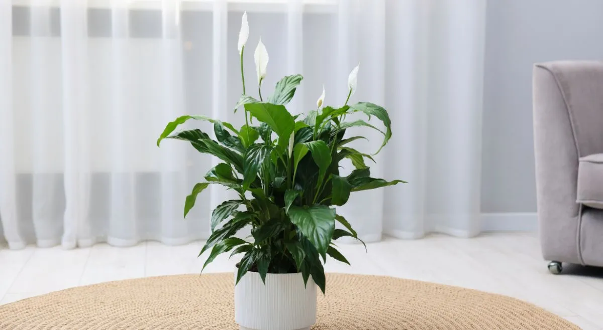 Peace Lily