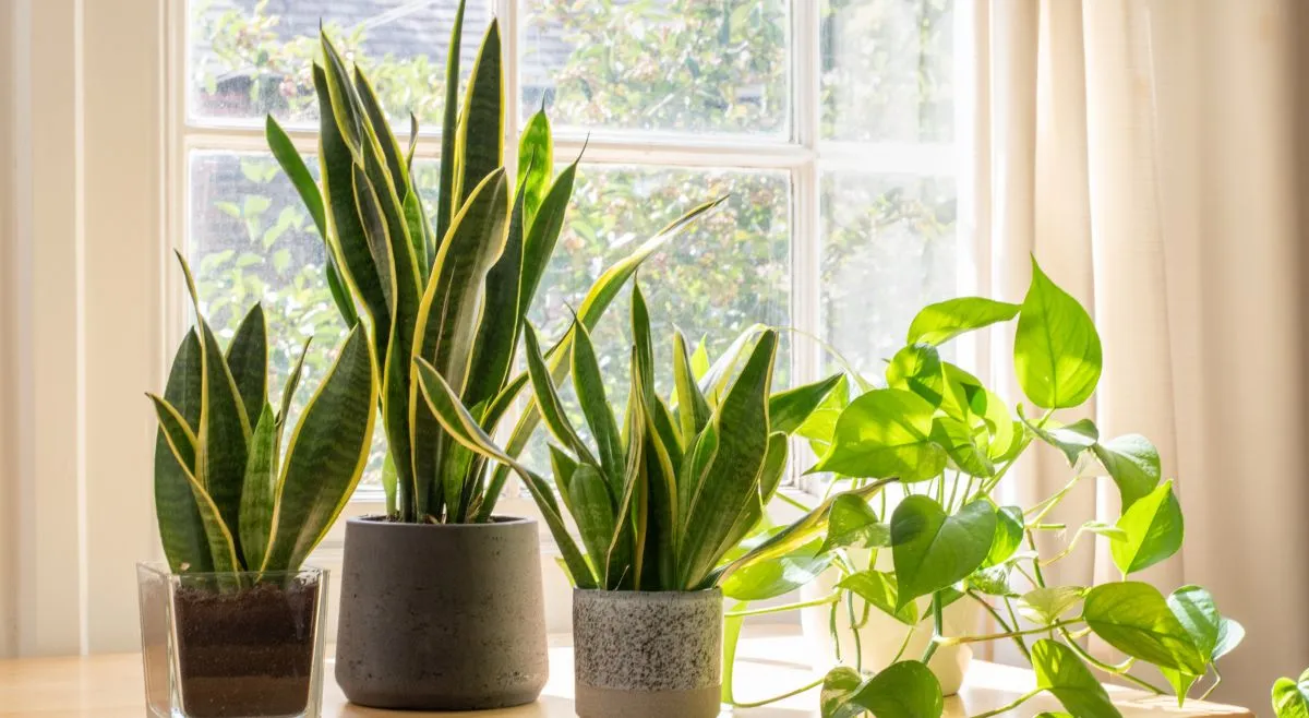 snake plant