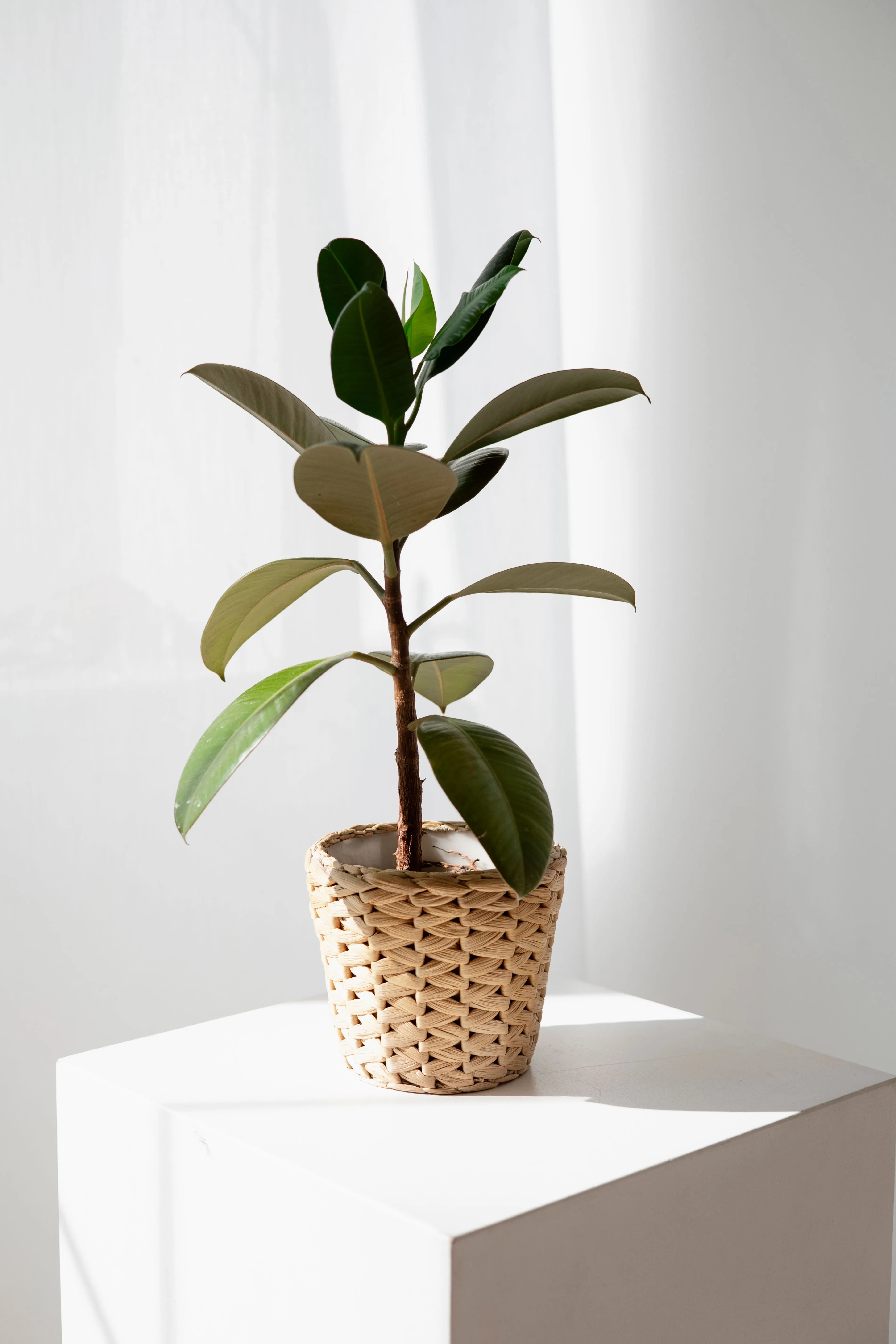 rubber plant