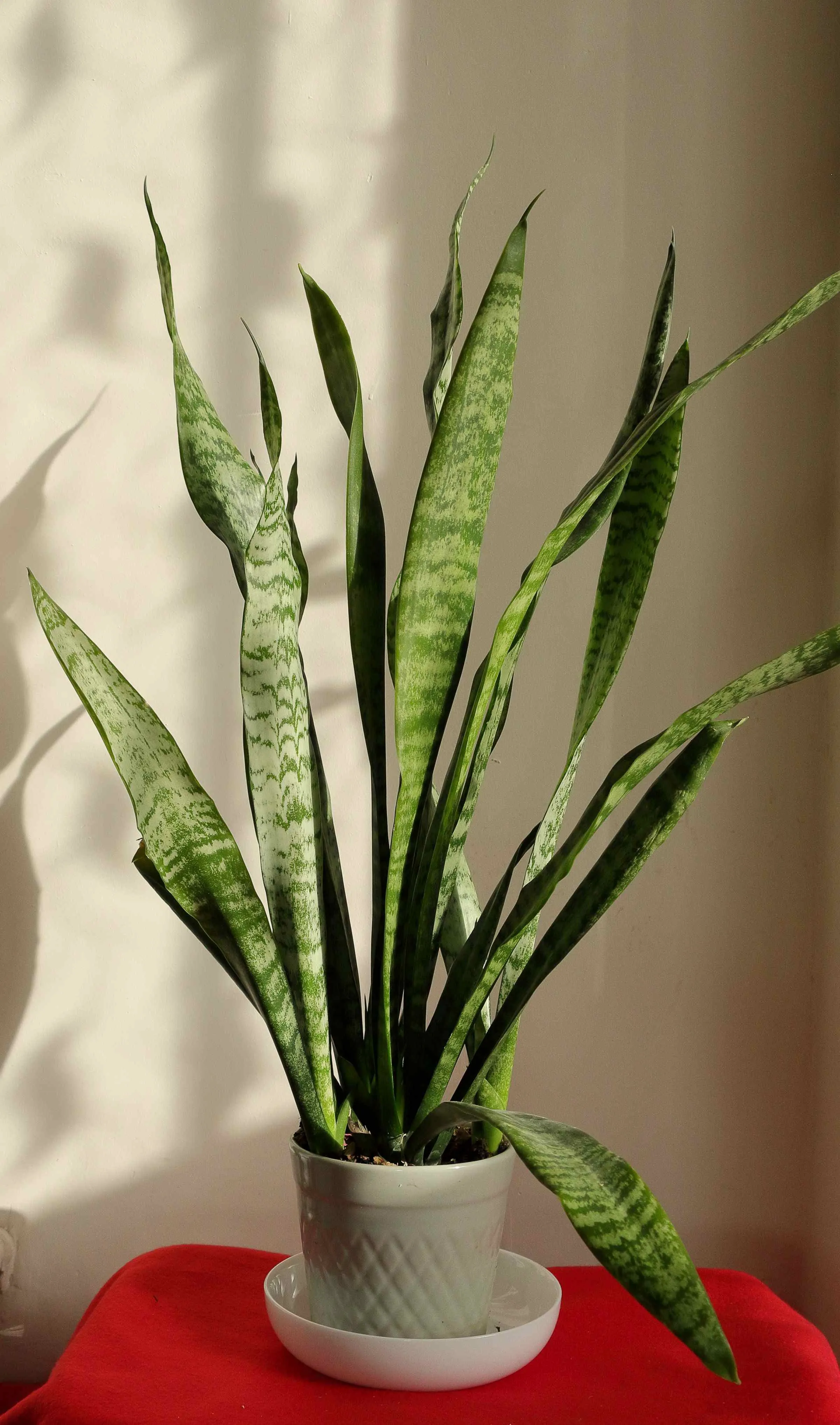 snake plant compressed