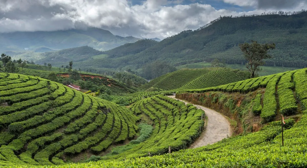 Munnar Kerala