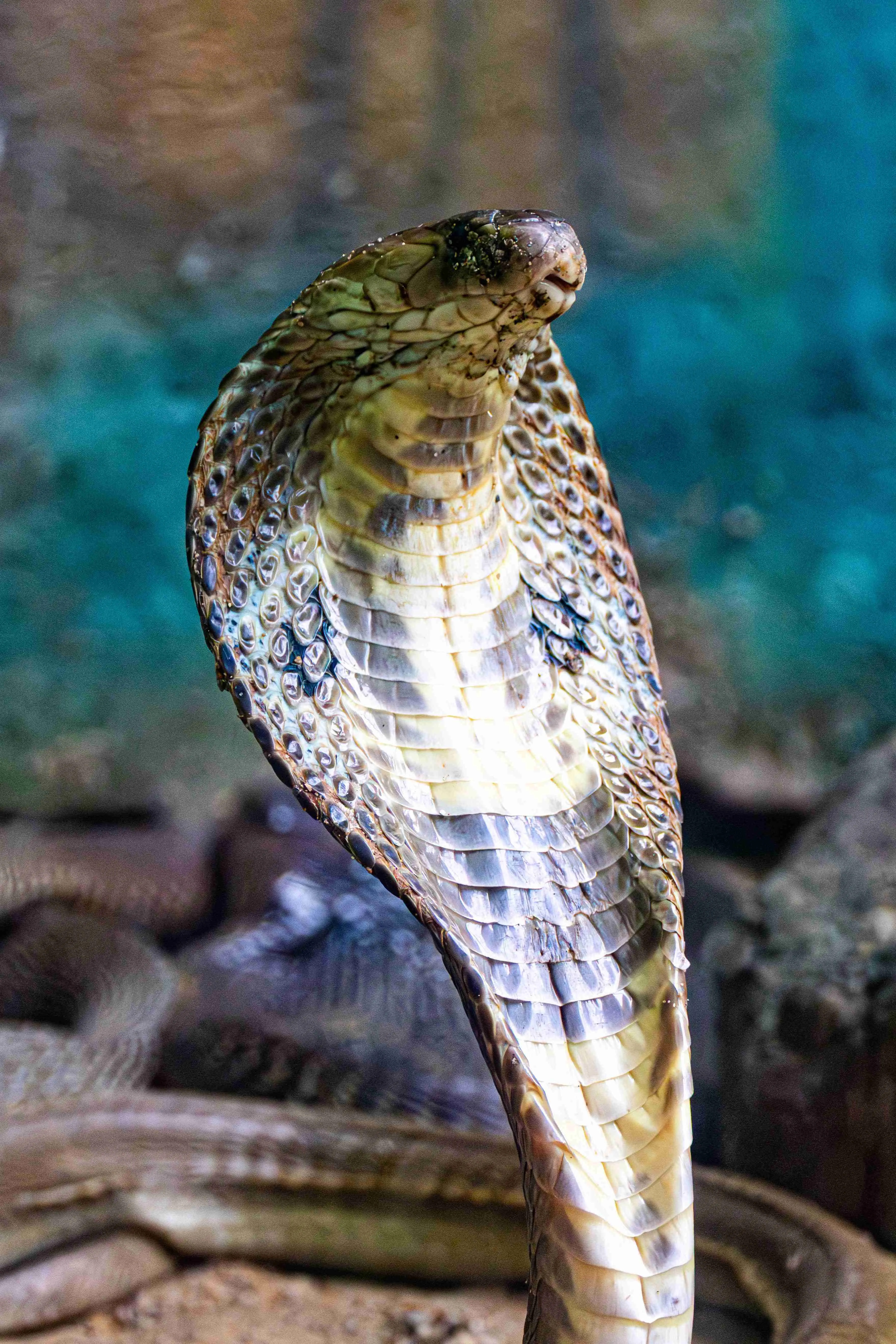 nag panchami snake