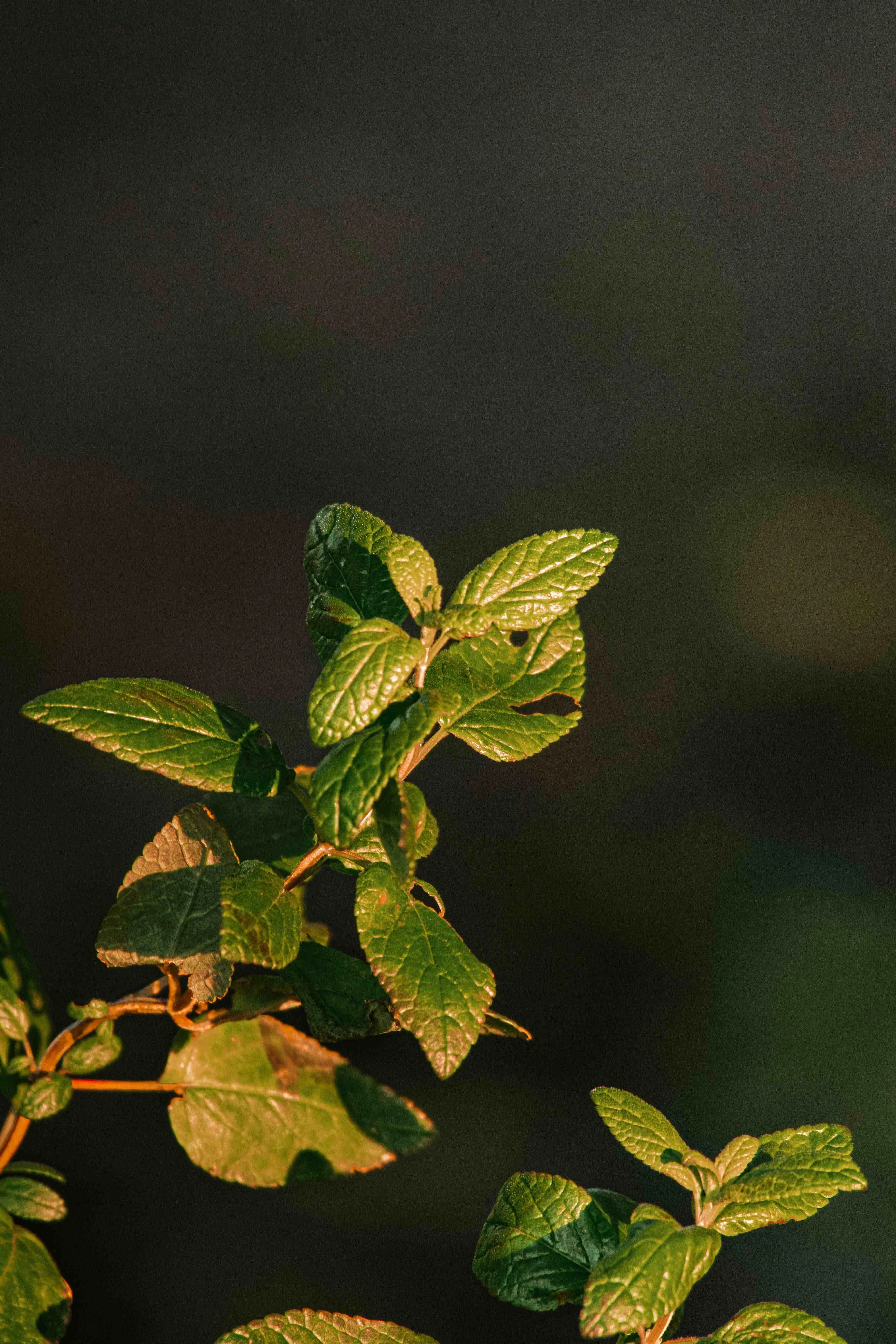 tulsi leaves compressed