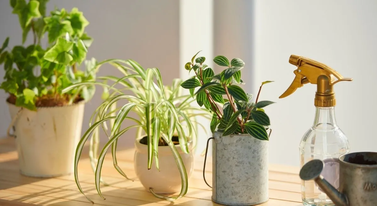 Potted Plants