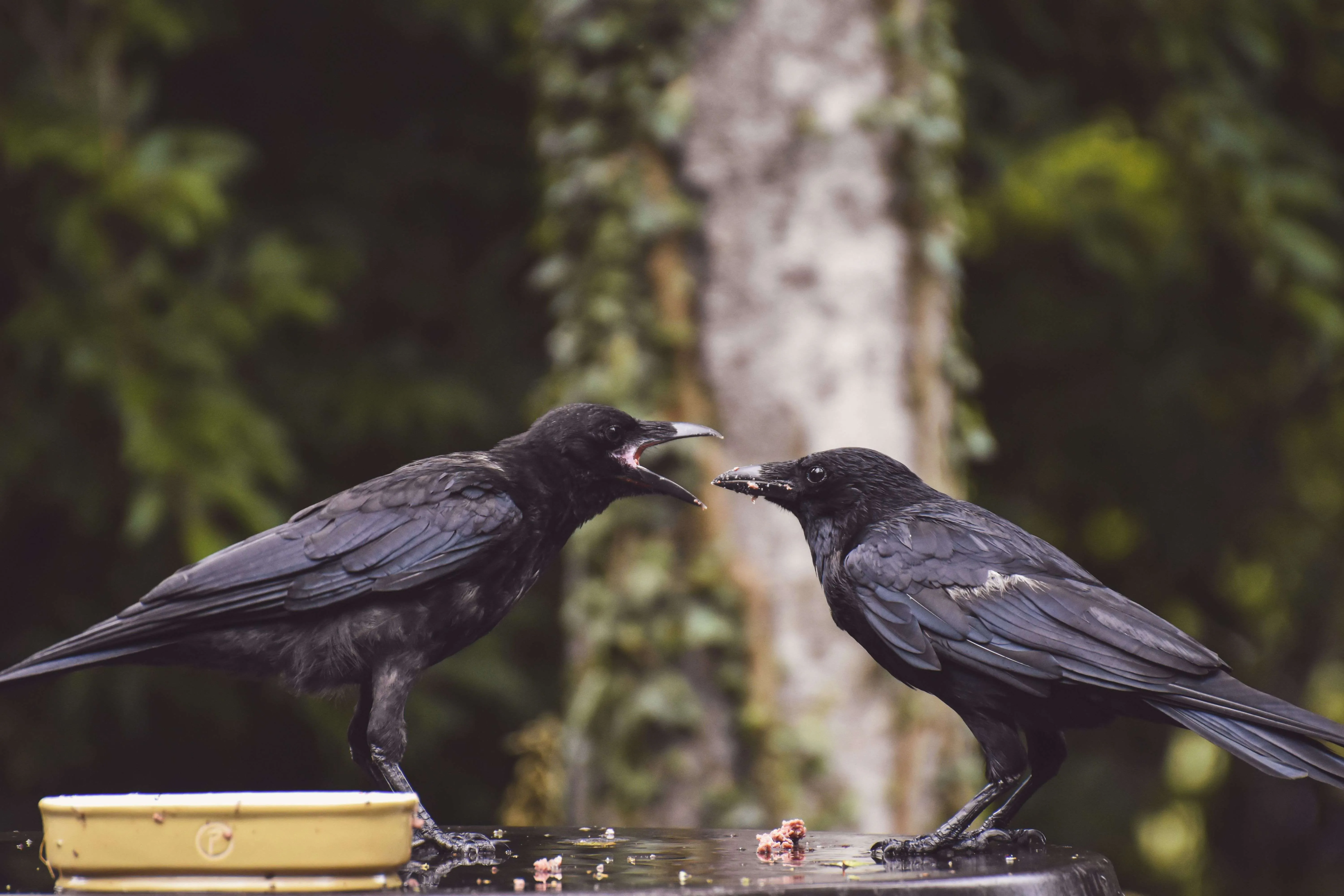 feeding crows compressed