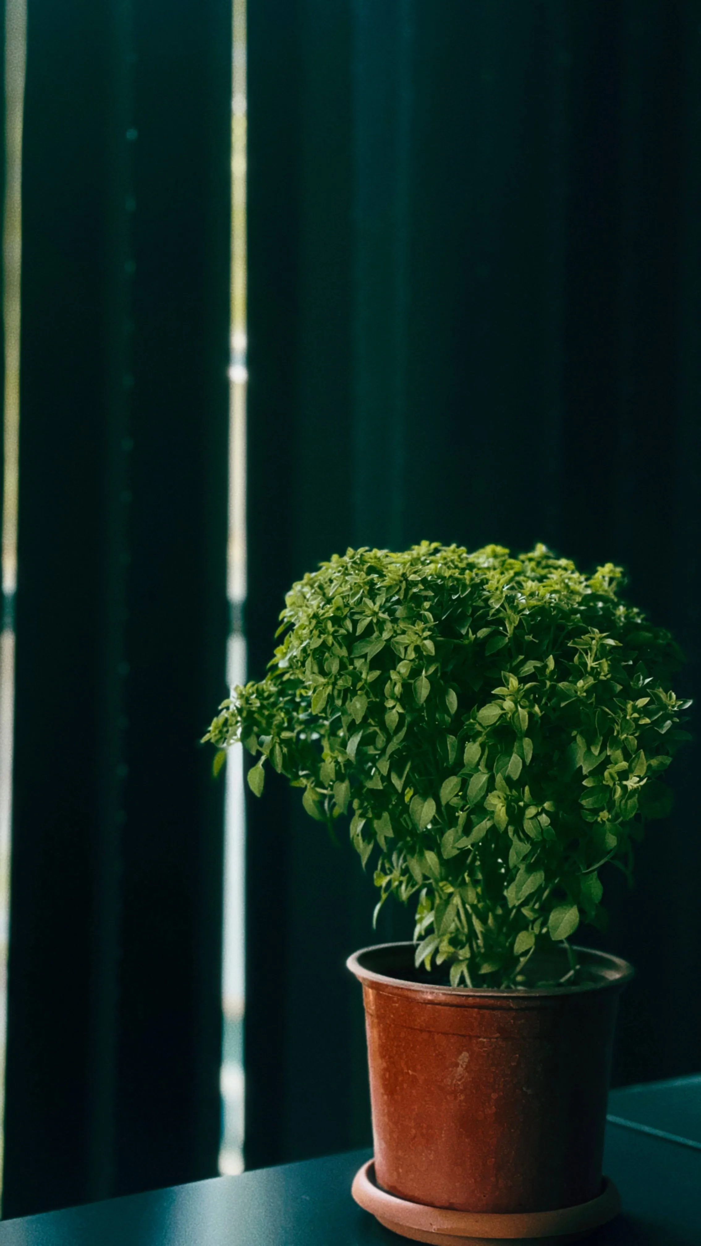 tulsi plant at home