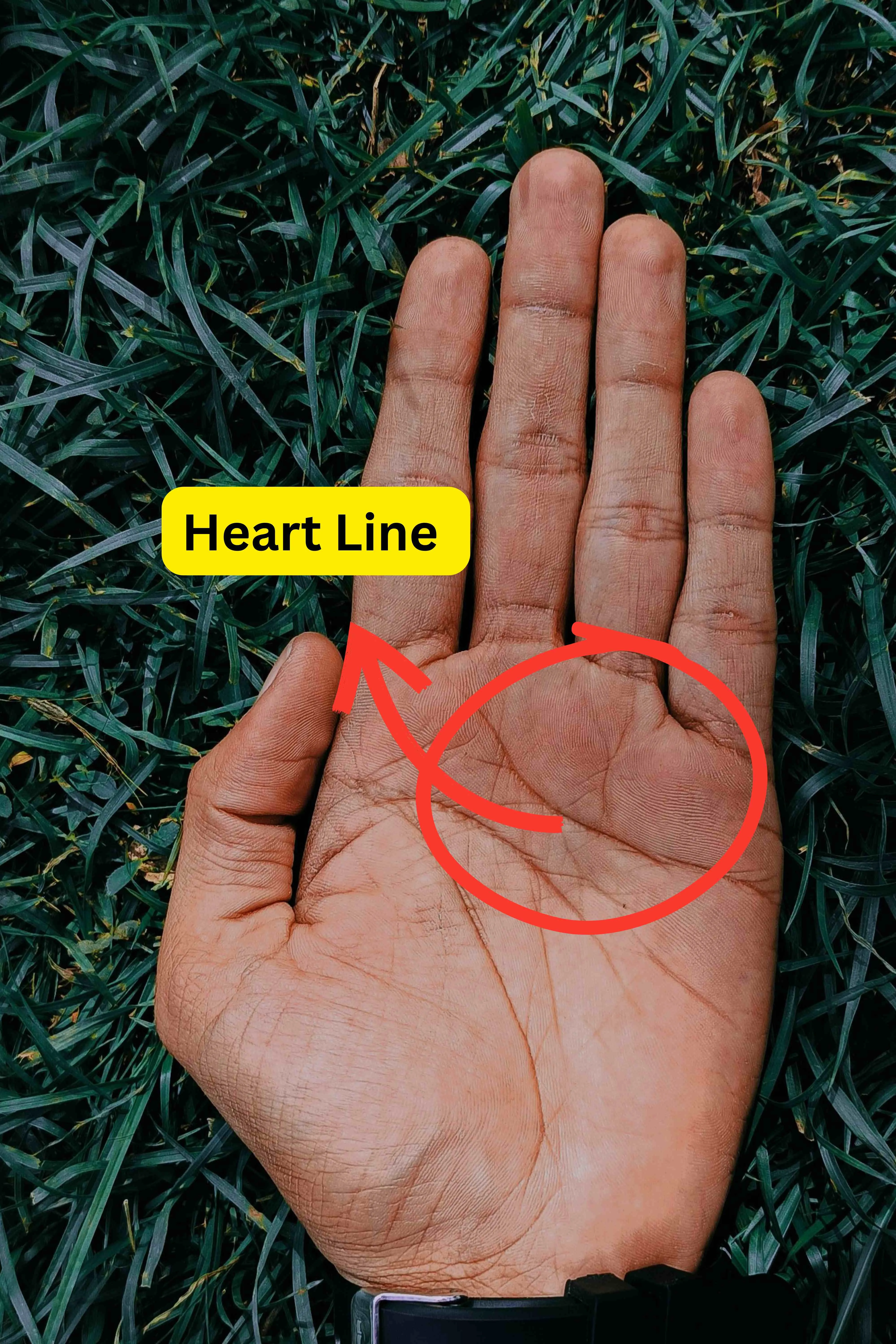 Heart Line compressed