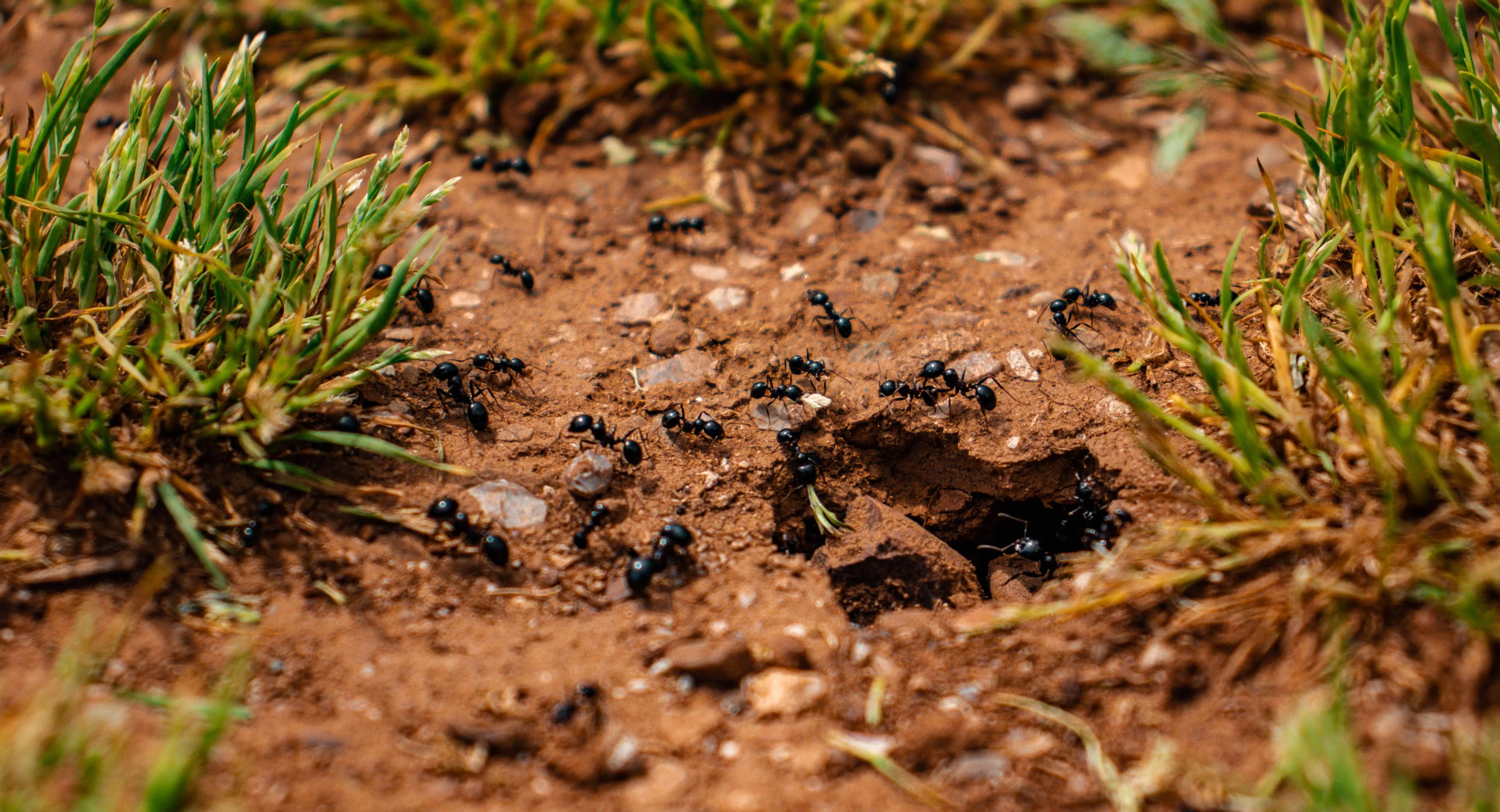 ants in the office