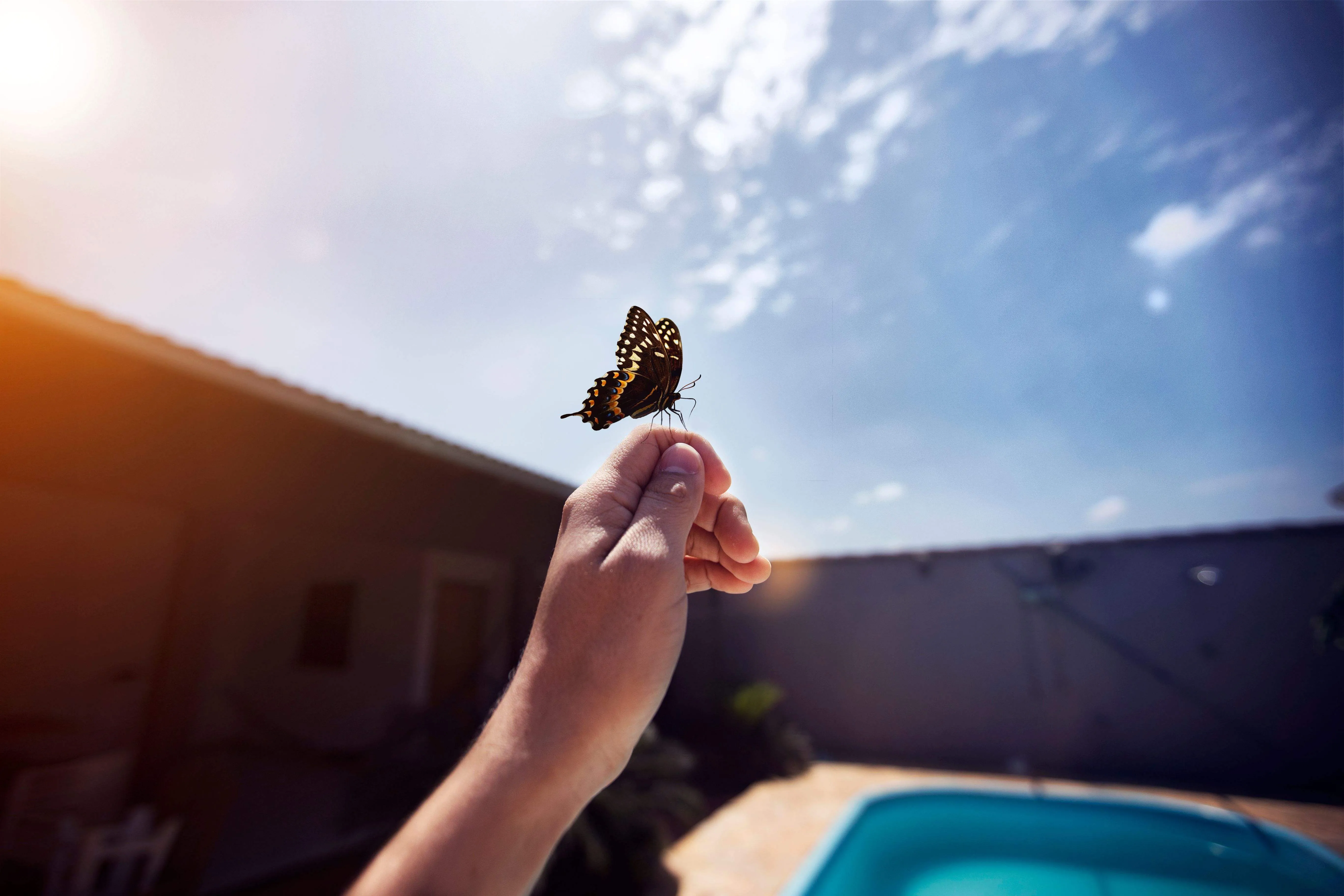 catching a butterfly