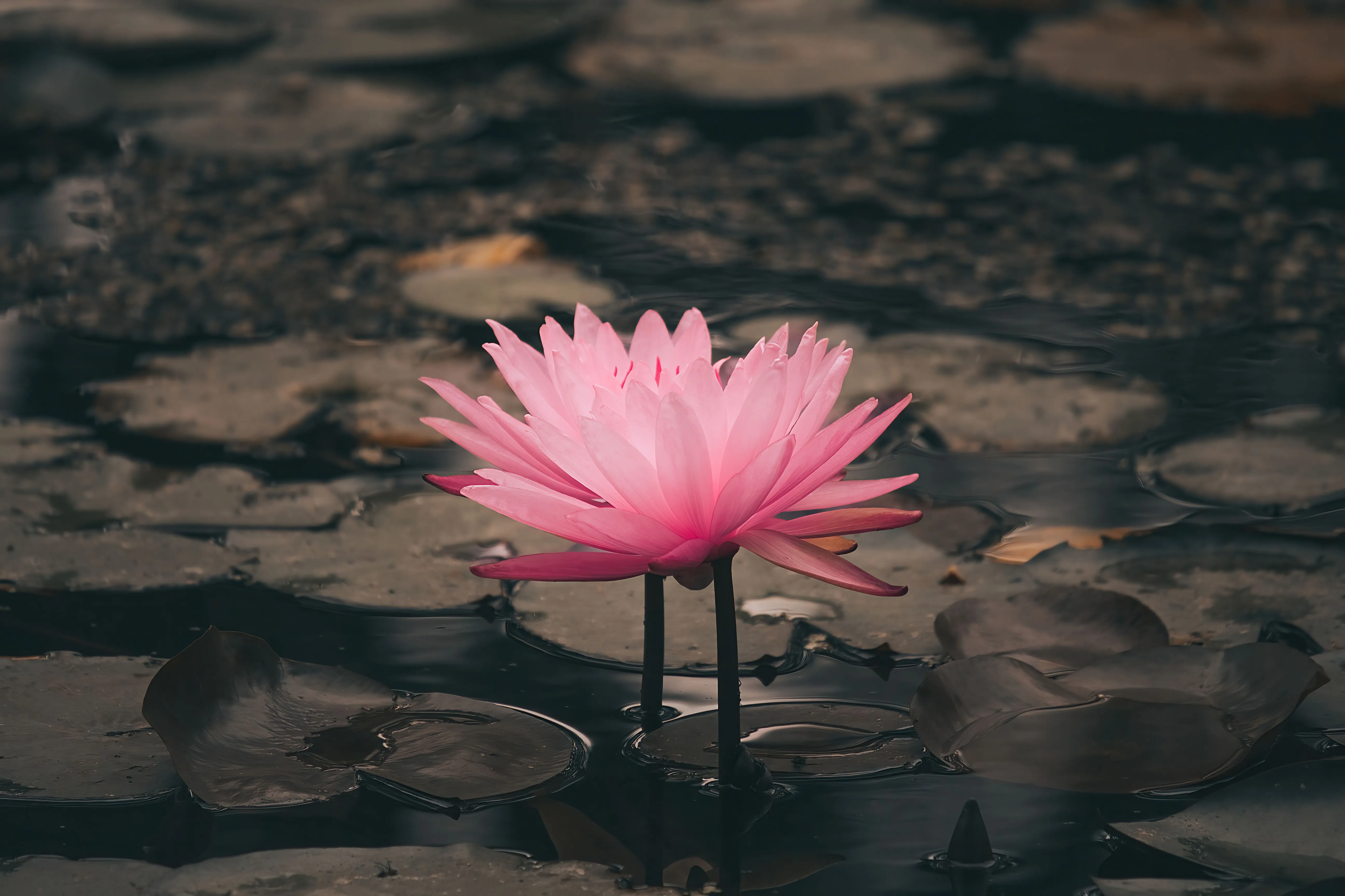lotus in mud