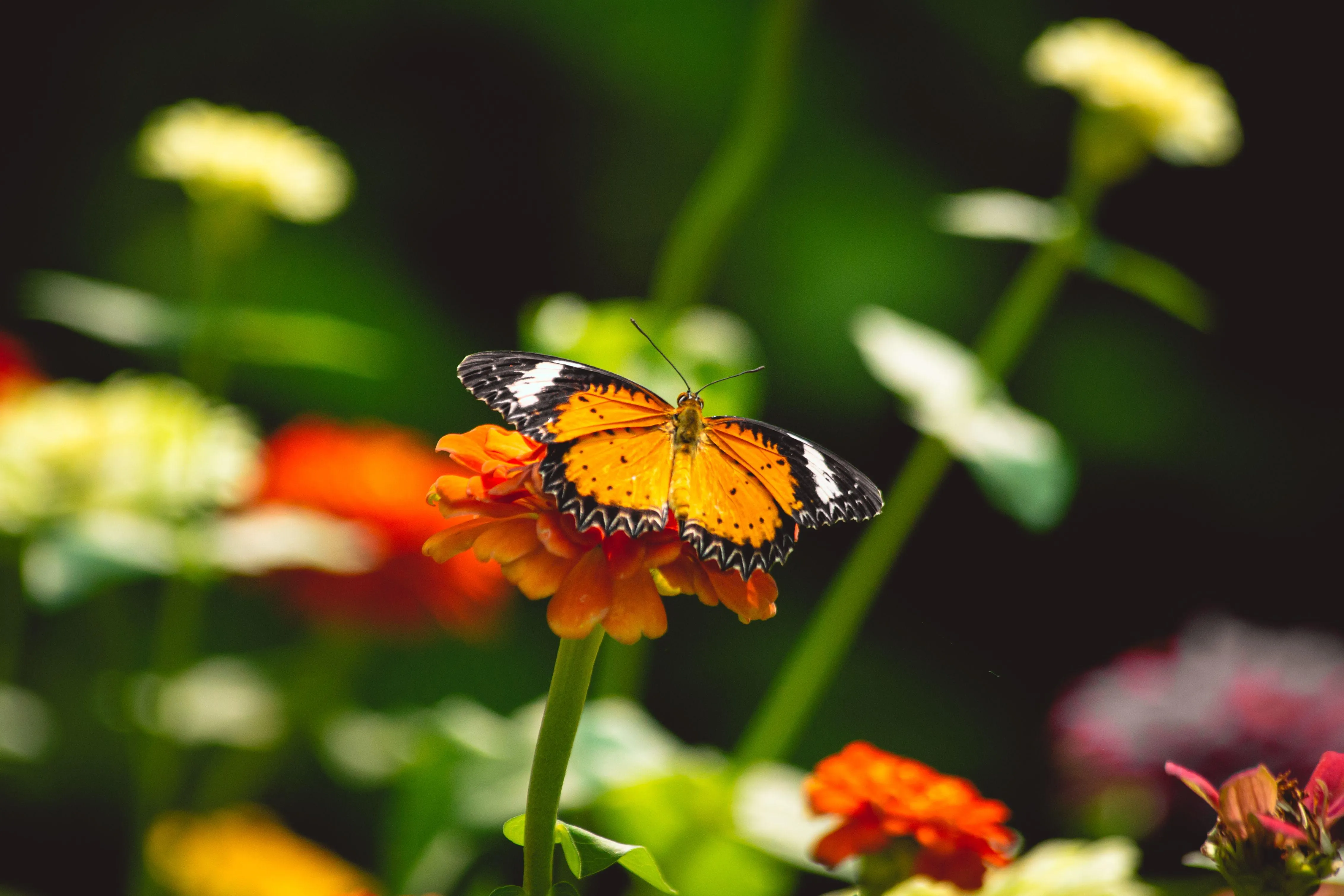 spiirytual meaning behind dream