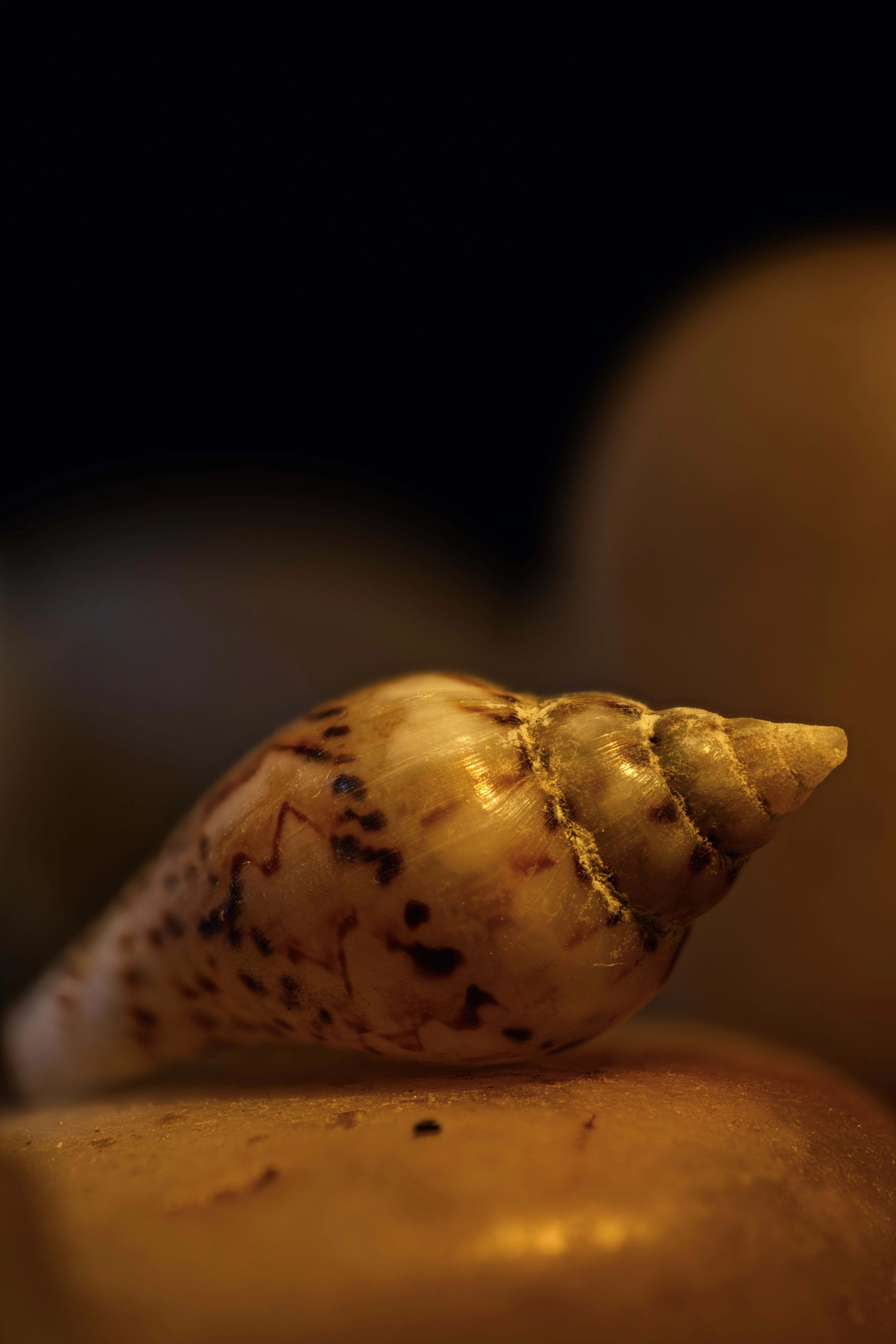 conch sheell