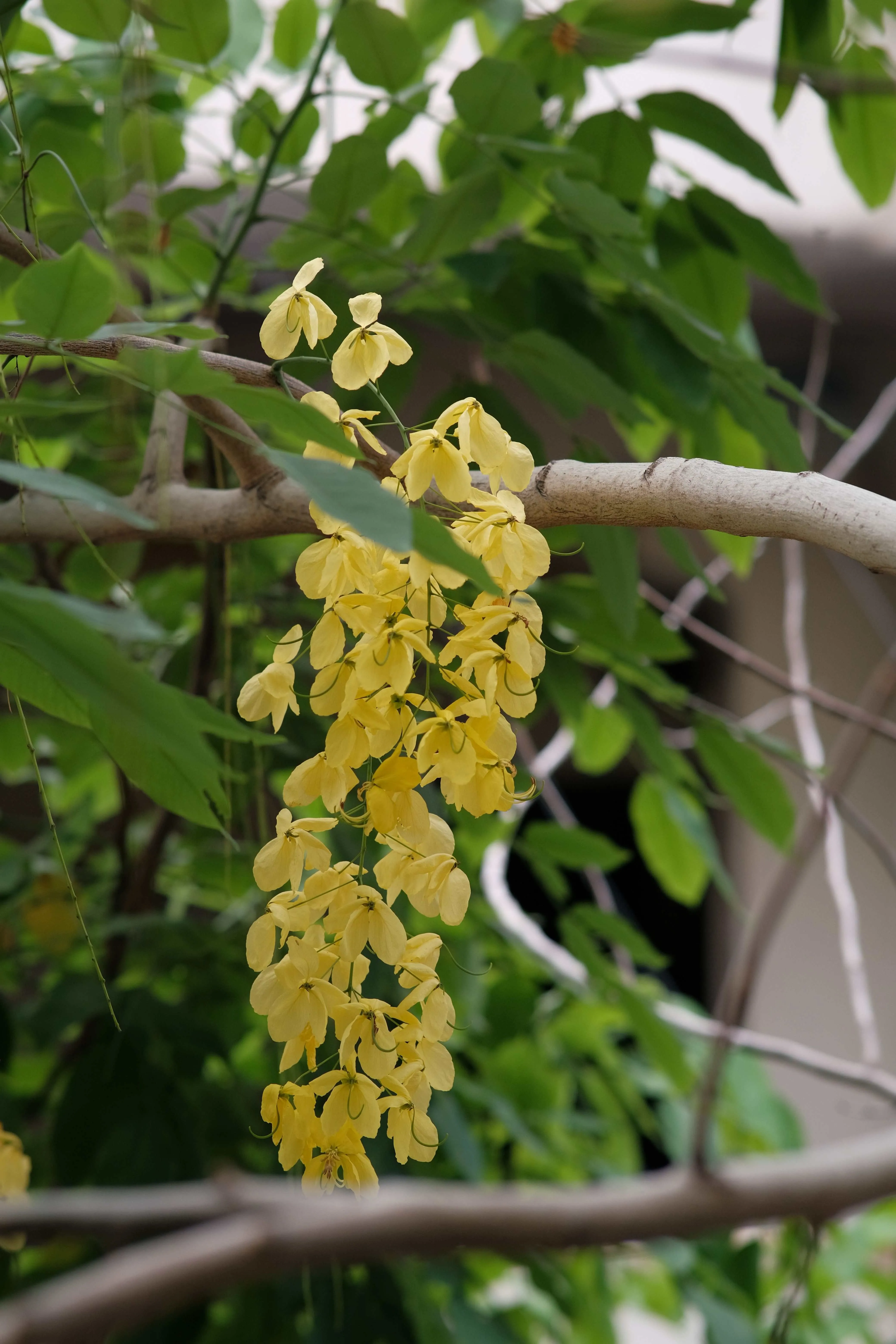 ketaki flower