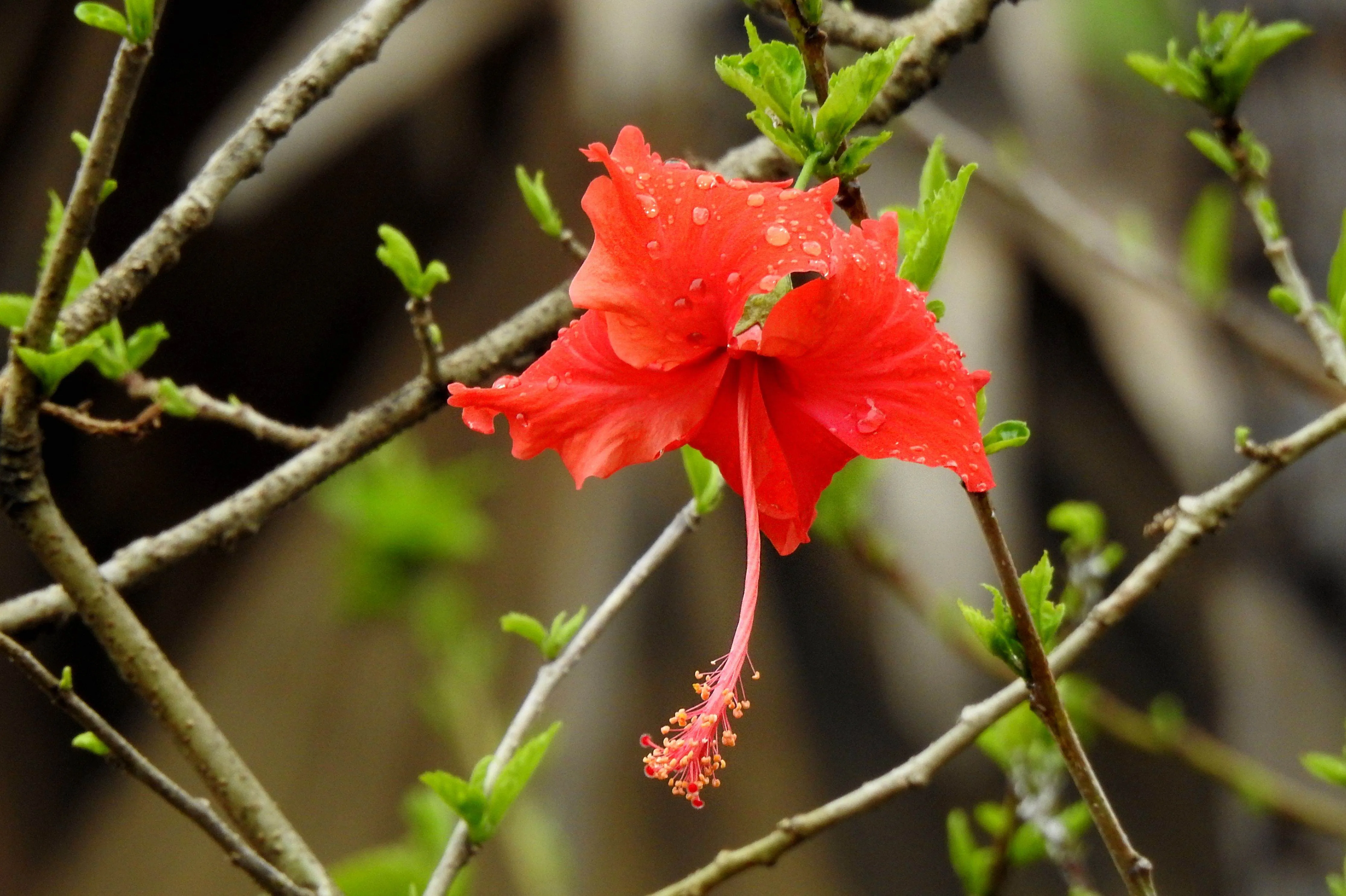 red hibisuces