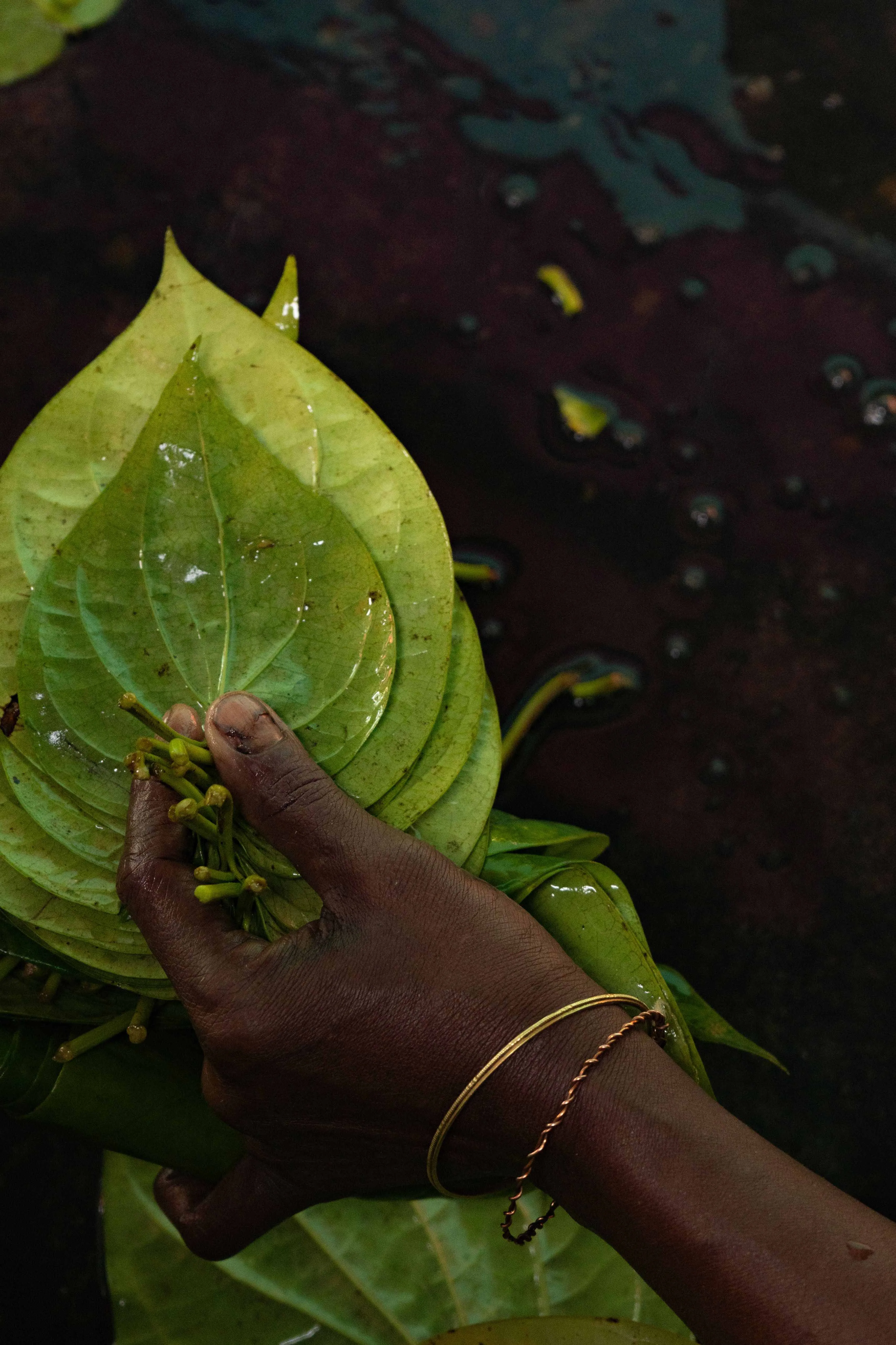 betal leaf