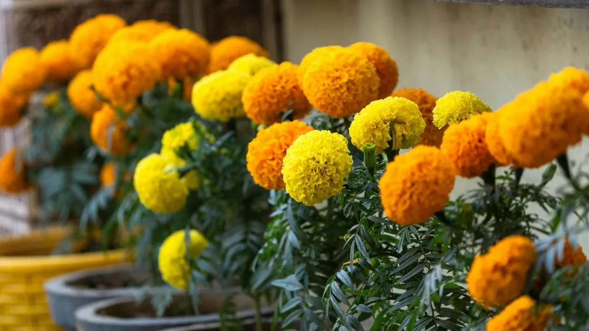 Use The Evergreen Marigold Flowers