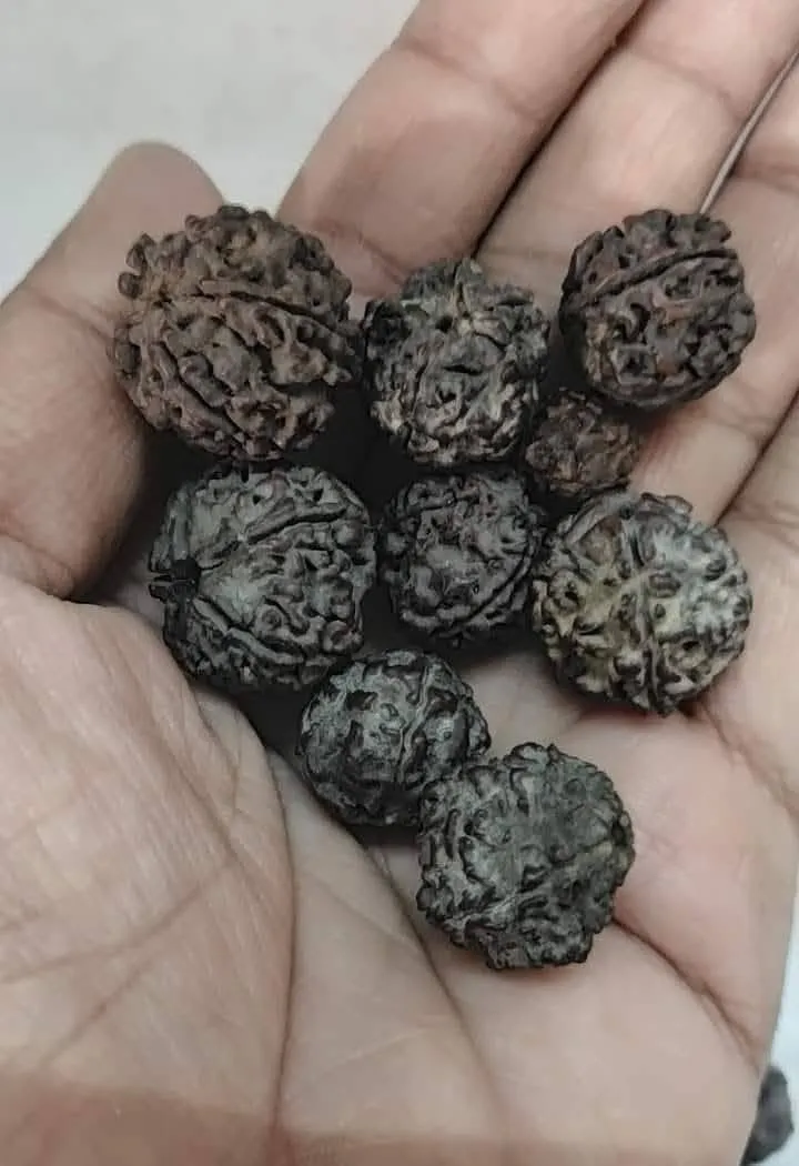 bhadraksha