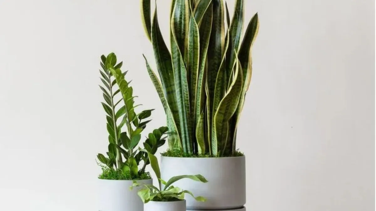 Indoor Planters