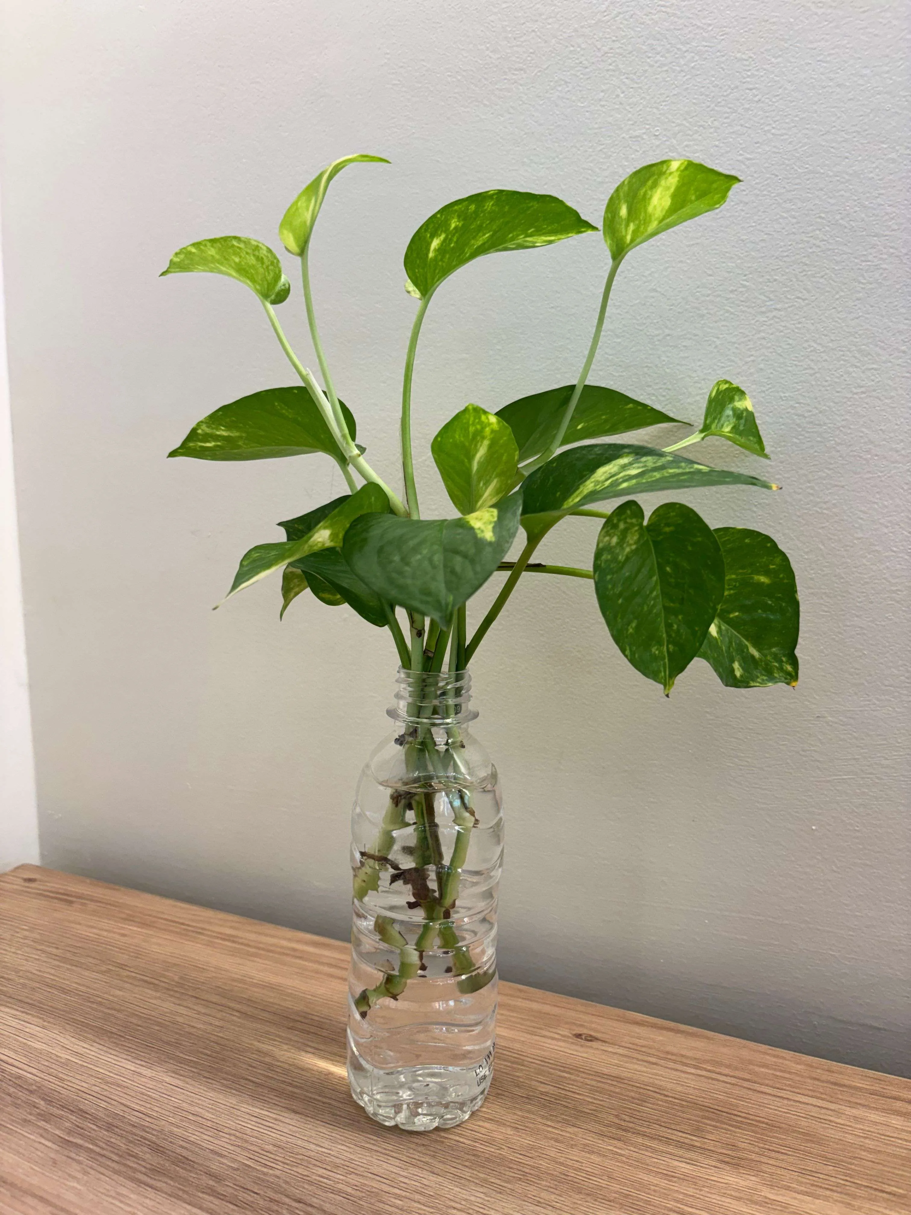 A money plant should never be placed