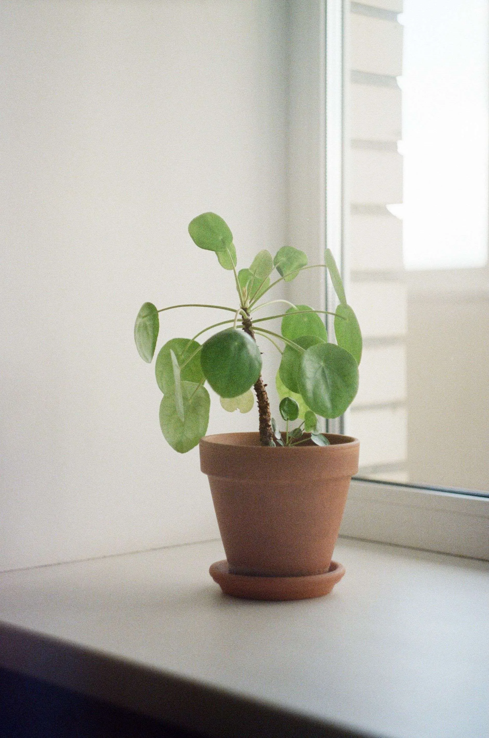 Never place the money plant in the north-east direction