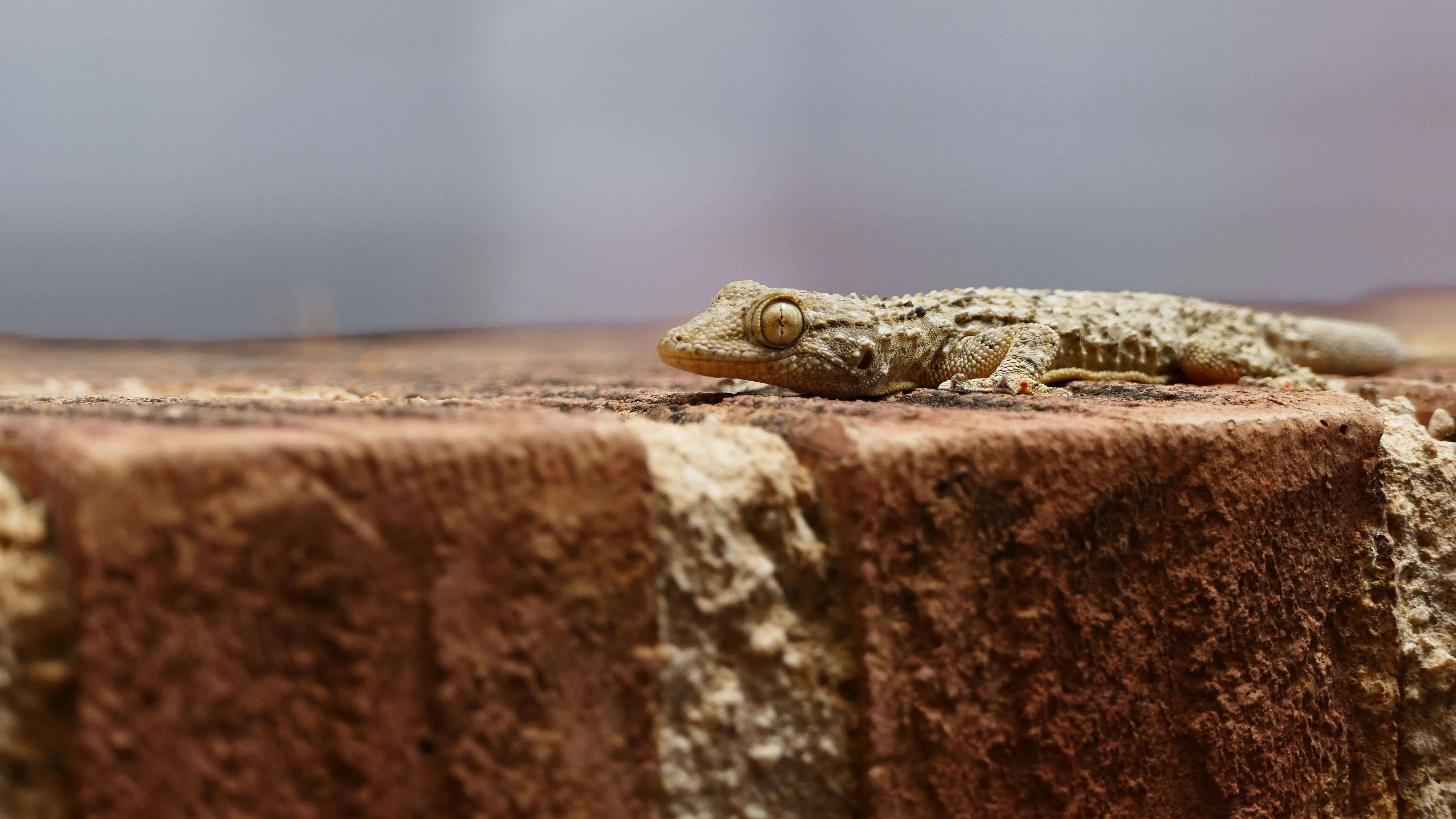 a lizard falling on th