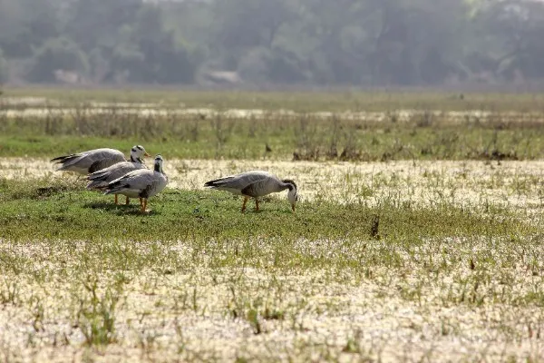 bharatpur1mb