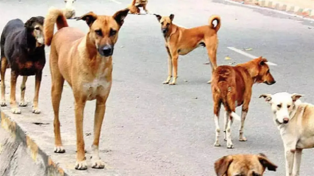 uttarakhand-news-rabid-dog-bites-cow-villagers-fall-ill-after-drinking-milk-in-this-village