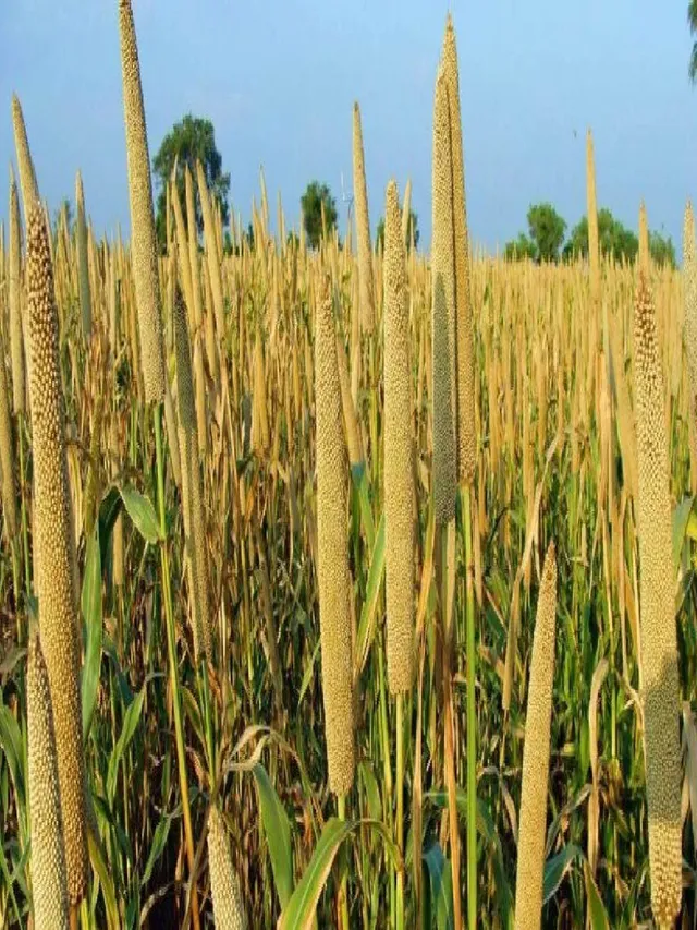 ghaziabad-millet-cultivation-covers-15-of-100-hectares-target-despite-free-seed-distribution
