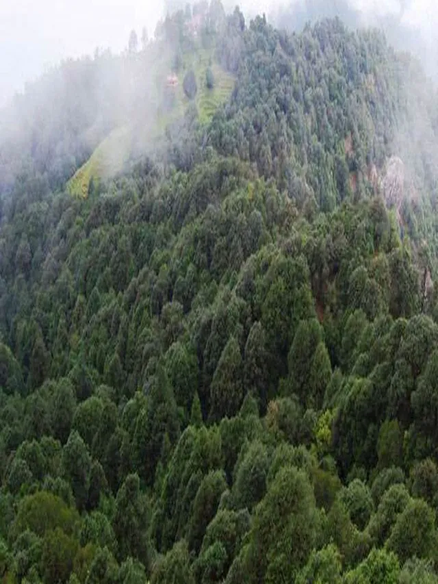 ethanol-blended-fuel-significantly-reduces-carbon-emissions-in-uttarakhand-centre-plans-higher-mix