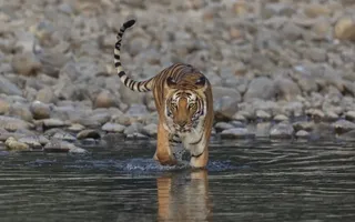 Uttarakhand To Deploy 81 Special Tiger Guards In Corbett Reserve; Recruitment Process Set To Begin Soon
