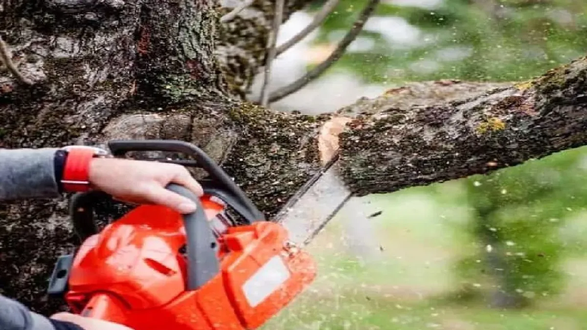 UP Forest Dept To Launch Online System For Tree-Felling Permits ...